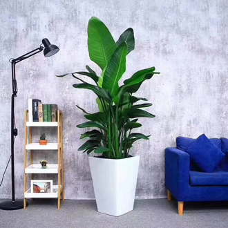 �����̻�����ֲ��